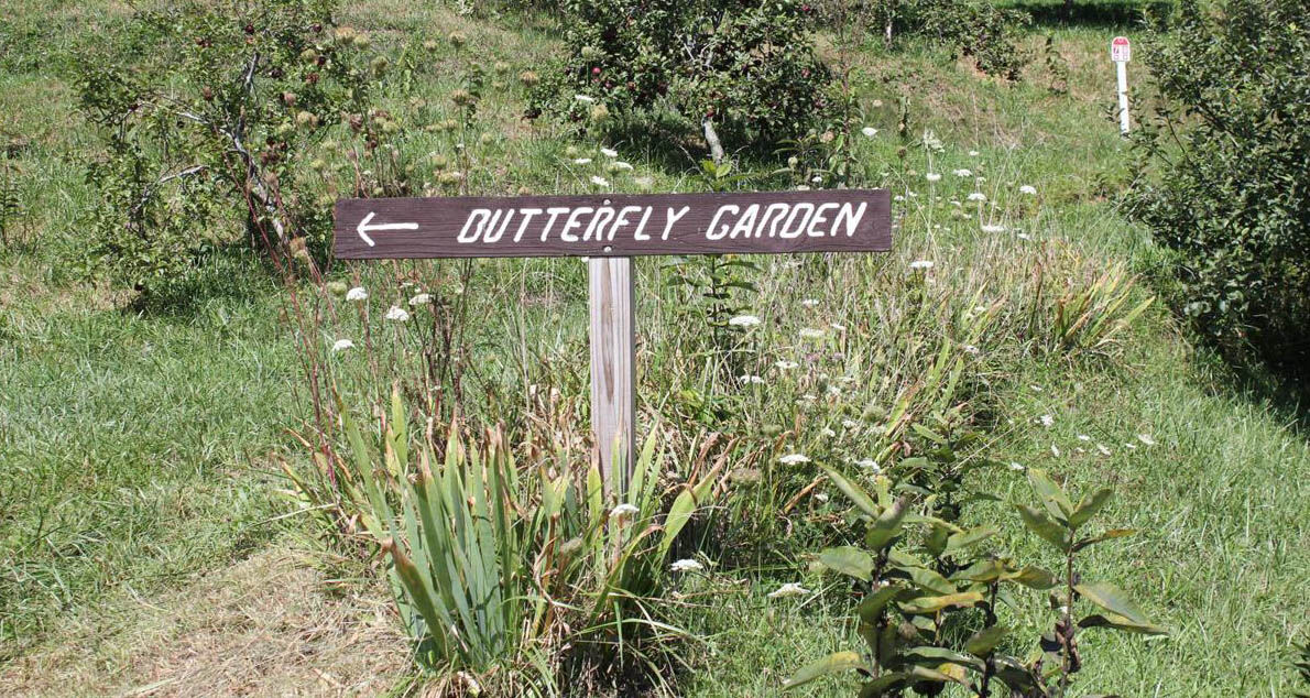 butterfly garden photo.jpg